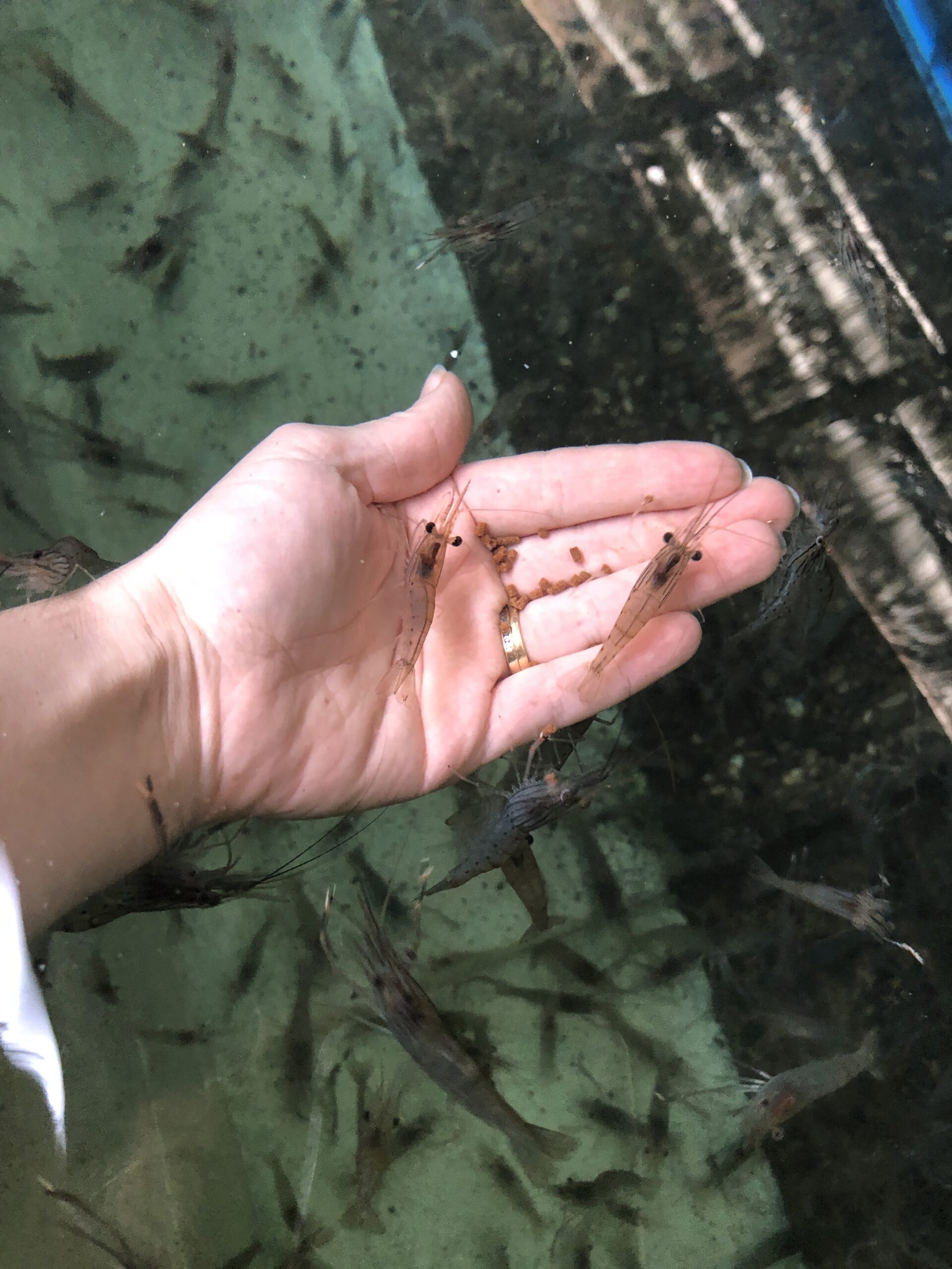 New baby Prawns for Hand feeding. - Huka Prawn Park